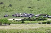 Line of target tanks at the end of Bindon Range, photo by P. Tierre