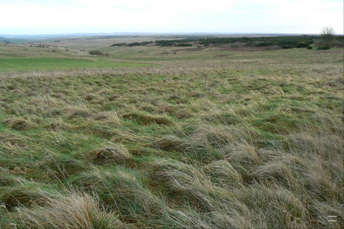 Chirton Down, photo taken by Brian Robert Marshall
