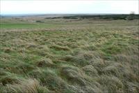 Chirton Down, photo taken by Brian Robert Marshall
