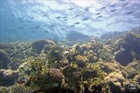 Penguin Divers House Reef, Dahab, Gulf of Aqaba, photo by M. Kieffer