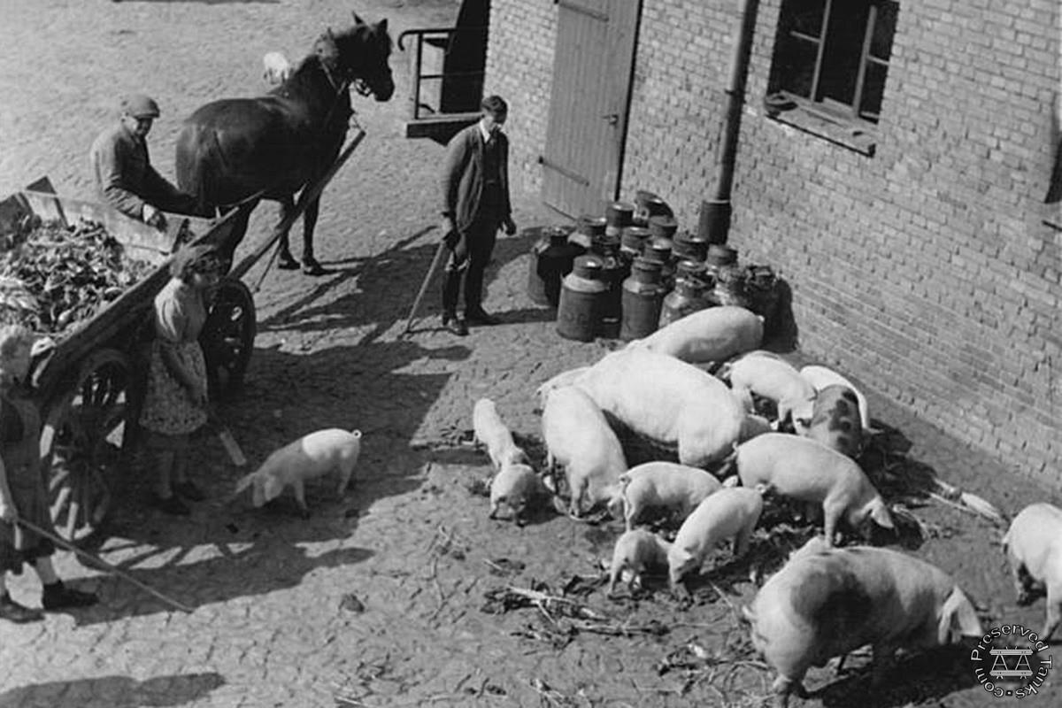 Krupp-Gruson works in Magdeburg post-war, pigs belonging to the canteen, Bundesarchiv Collection